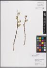 Foto von Salix caprea L.